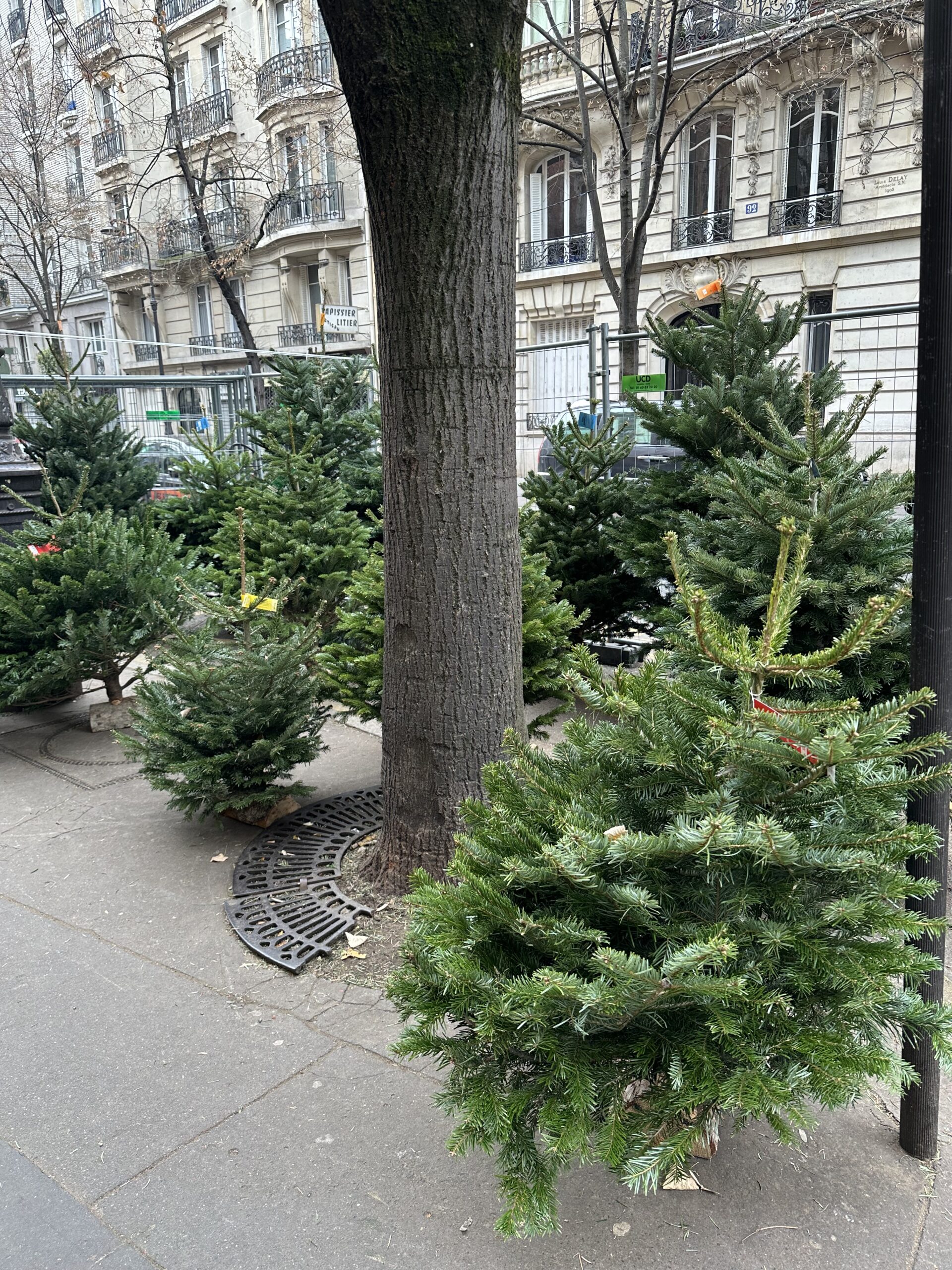 フランスの花屋のクリスマスツリー